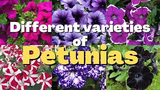 Different Varieties of Petunias [upl. by Edward]