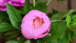 Blooming Peony Time Lapse [upl. by Neeloc]