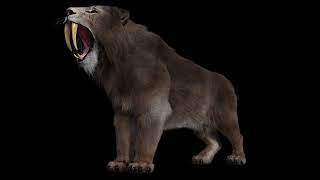 Smilodon Sound Effects Ver 3 [upl. by Urbani]