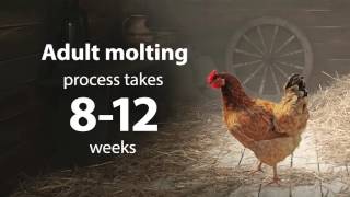 When Do Chickens Molt  Chickens in A Minute [upl. by Damali]