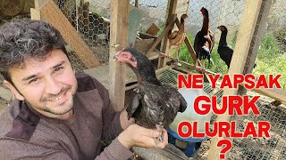 Tavuğumun Gurk Olmasını Nasıl Sağlarım [upl. by Kacy]