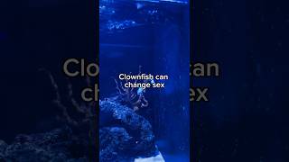 Clownfish can change gender [upl. by Elon257]