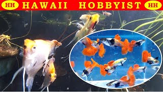 A Gorgeous Pond in Hawaii  Set Up Guppies Gouramis and Koi Angelfish [upl. by Kore257]