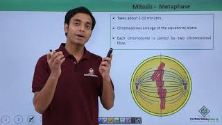 Class 11th  Mitosis – Metaphase  Cell Cycle and Cell Division  Tutorials Point [upl. by Ecirtra]