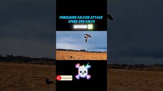 Golden eagle vs peregrine falcon trending peregrinefalcon goldeneagle animals youtubeshorts [upl. by Hogan100]