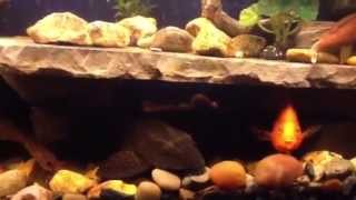 100 gallon cichlid tank [upl. by Cirded]