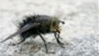 How To Handle Cluster Flies In Your House [upl. by Limaj]