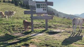 Col dAspin aspin vaches pyrenees pirineos [upl. by Khano91]