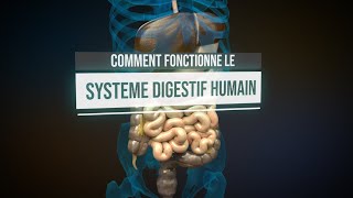 Comment fonctionne le système digestif humain  Animation [upl. by Nikki]