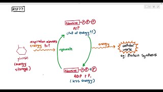 122 What is ATP Cambridge AS A Level Biology 9700 [upl. by Jezebel]