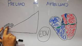 CVS physiology lecture 11  PRELOAD vs AFTERLOAD [upl. by Ranip423]