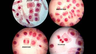 MITOSIS PRÁCTICA DE LABORATORIO [upl. by Birecree]