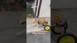 This dog loves its new wheelchair 😂 [upl. by Rizzo]