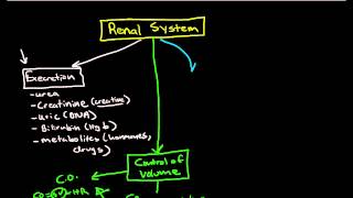 Physiology of the Renal System Introduction [upl. by Nairrad]