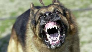 Large Dog Barking SFX Aggressive Loud Dogs 1 Hour High Quality Sound Effects of Canine Barks [upl. by Rednasxela]