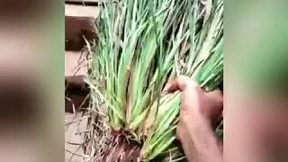 Simple way to grow Lavancha Vetiver at home in Kannada ಮನೆಯಲ್ಲಿ ಲಾವಾಂಚ ಬೆಳೆಸುವ ಸರಳ ವಿಧಾನ [upl. by Akehsar]