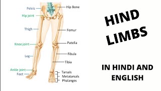 HIND LIMBS  IN HINDI amp ENGLISH  NEET [upl. by Orose331]