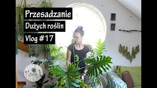 Jak przesadzać DUŻE doniczkowe rośliny domowe Przesadzanie dużych roślin domowych 🌱 Vlog [upl. by Avevoneg90]