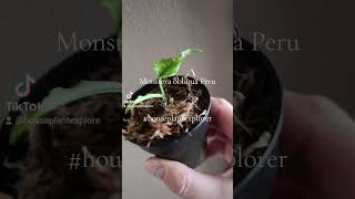 Monstera obliqua Peru cutting [upl. by Skeie]