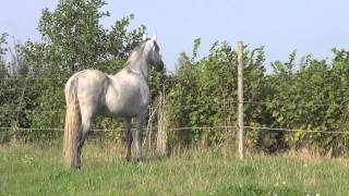 In the field  stallion behavior versus gelding behavior  about senses [upl. by Gnov]