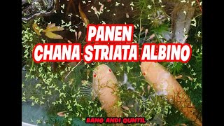 PANEN CHANA STRIATA ALBINO [upl. by Jt]