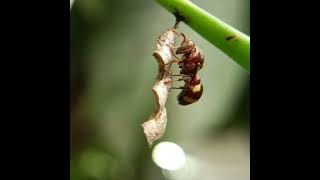 Paper wasp in the process of making the nest wasp nest [upl. by Siednarb360]