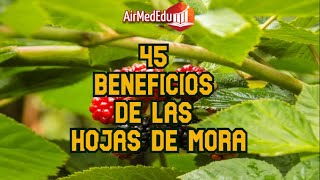 45 Beneficios de las Hojas de Mora [upl. by Iain]