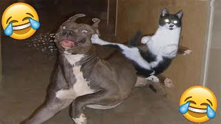 😂VIDEOS GRACIOSOS DE PERROS Y GATOS😂  Si Te Ries Pierdes [upl. by Caroline]