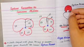 Septum formation in common atrium  CVS embryology by Drsafwan Naveed [upl. by Yeroc176]