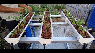 DIY automated hydroponic system at home [upl. by Ferretti]