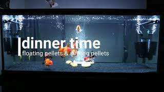 Goldfish Tank feeding on pellets 16 [upl. by Woodcock]