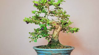 Bonsai Lonicera nitida [upl. by Astri]