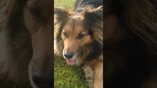 German Shepherd Collie Cross playing with his tennis ball outside [upl. by Razatlab448]