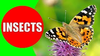 INSECTS FOR KIDS Learning – Insect Names and Sounds for Children Toddlers Kindergarten amp Preschool [upl. by Viviene]