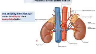 Anatomy of the Kidneys  Dr Ahmed Farid [upl. by Assirrec]