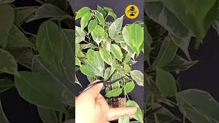 Pruning Ficus Fusion Bonsai pruningbonsai plants bonsai bonsaiwork ficustree [upl. by Yruj85]