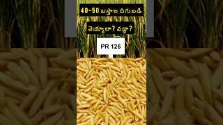 PR 126 కొత్తరకం👌paddy pr126 new variety [upl. by Airotciv]