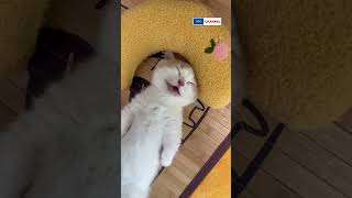 I am learning to speak Cutest and adorable cat shorts pet petlover cats dog YMChannel [upl. by Okramed534]