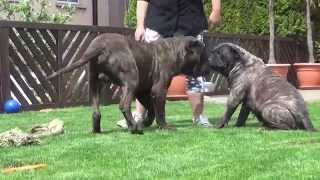 Dogo Canario Wurfplanung 2015 Heidi und Butze [upl. by Akelahs491]