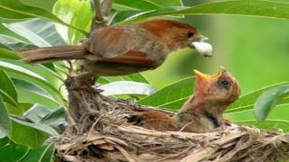 parrotbill feeding their hungry babies nest cleaning birds motherbird hungry babybirds [upl. by Freyah]