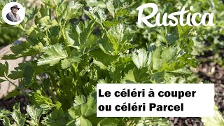 Réussir la culture du céleri à couper sous châssis ou en pot [upl. by Salohcin338]