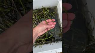 Collecting eelgrass for restoration [upl. by Ruberta]