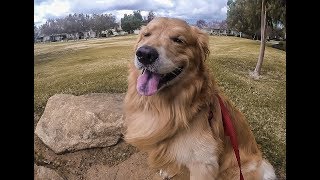 New Years Eve Doggo Walkies  Oshies World [upl. by Aurelia]