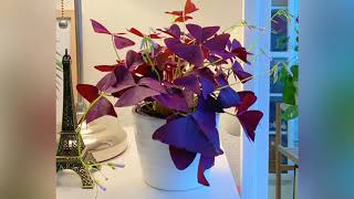 OXALIS TRIANGULARIS TIMELAPSE WAKING UP [upl. by Upton965]