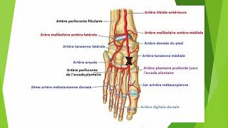 Sténose artérielle échographie de lartère pédieuse [upl. by Murphy167]