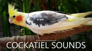 Cockatiel Singing Cockatiel Call Sounds  Male Cockatiel Dono [upl. by Pip573]