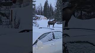 biggins moose alaska noseyneighbors [upl. by Swerdna]