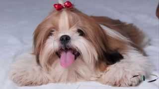 Perro Leon  Perro Shih Tzu [upl. by Namus]