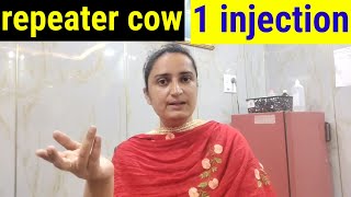 lagatar🔥 heat mein rehne wali COW 🐮 BEST 💯 treatment हिंदी में [upl. by Uri]