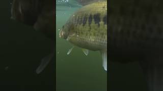 Big Northern Bass warbaits bassfishing adventure [upl. by Amsa]